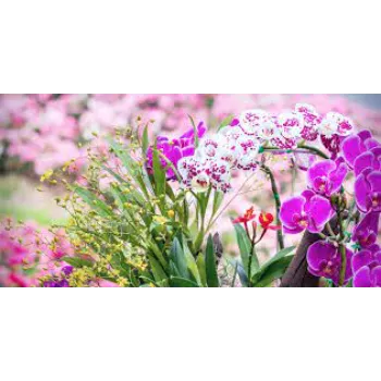 Designer Orchid Flower